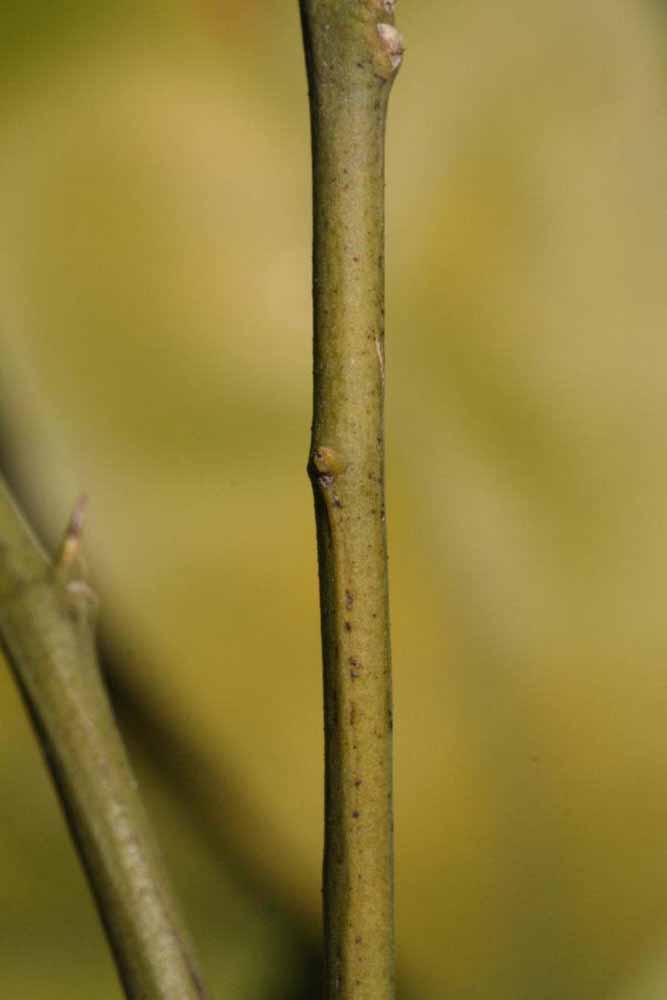              First year twig (Riverside, CA)       